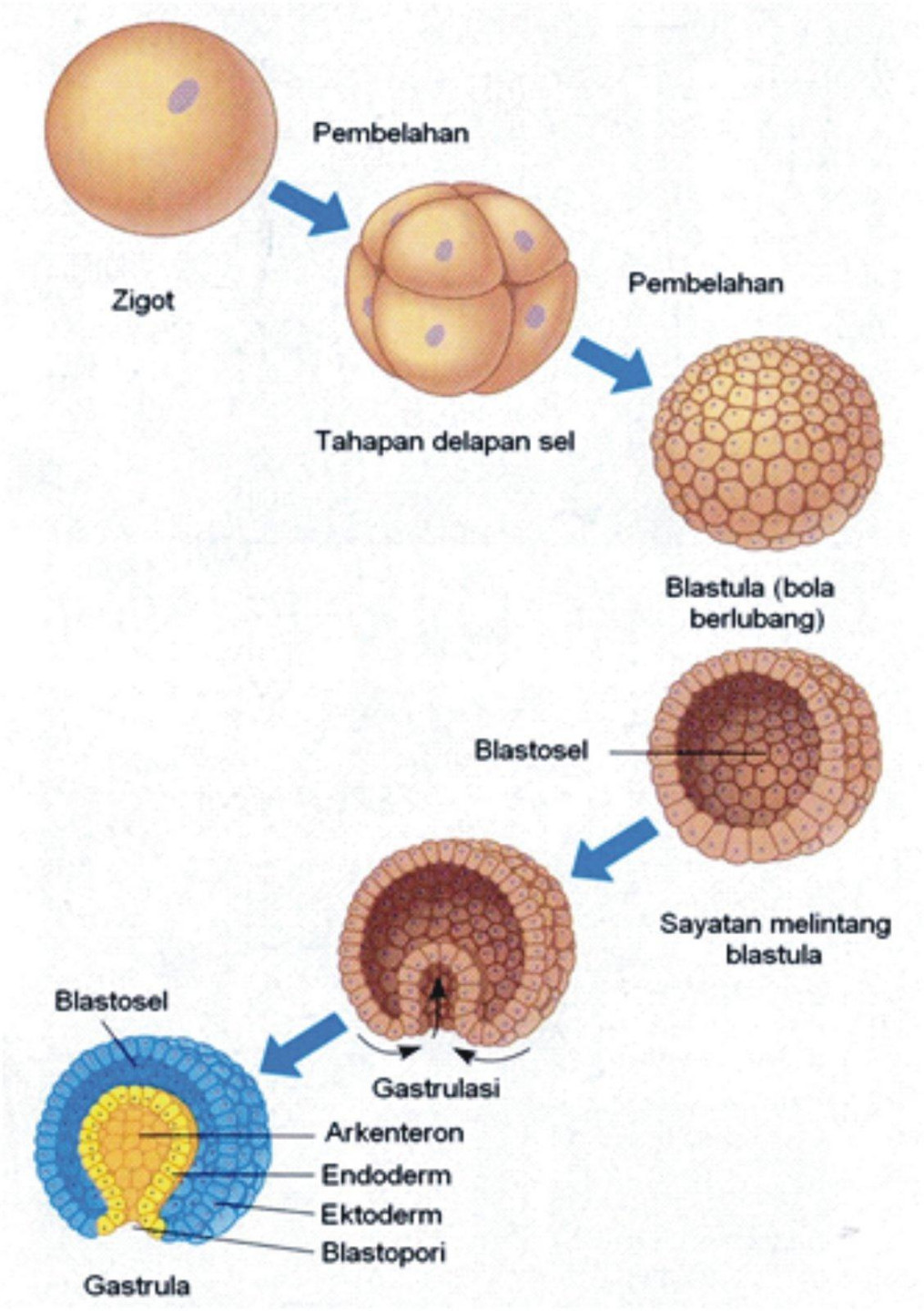 apa yang dimaksud dengan morula,blastula,dan gastrula? - Brainly.co